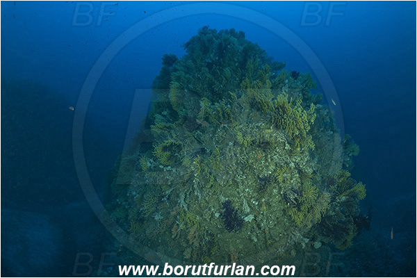 Island Susac, Croatia, Adriatic sea, Mediterranean sea, Paramuricea clavata, Paramuricea, Plexauridae, Mediterranean gorgonian, Sea fan, Coral, Cnidaria, Cnidarian, Reef, Deep reef