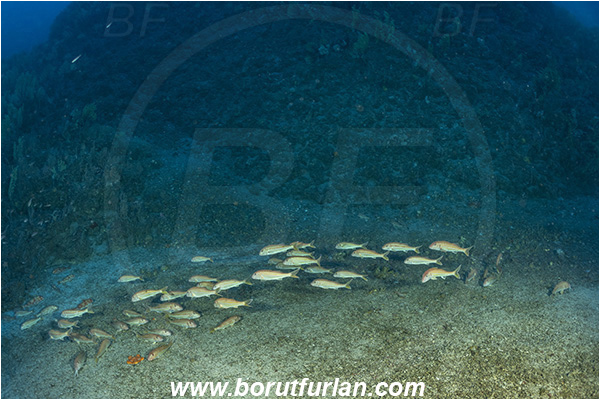 Island Susac, Croatia, Adriatic sea, Mediterranean sea, Mullus surmuletus, Mullus, Mullidae, Striped red mullet, Mullet, Goatfish, Fish, Fish school, Reef, Deep reef