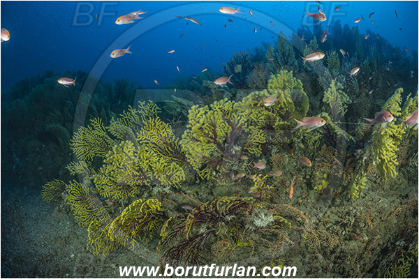 Island Susac, Croatia, Adriatic sea, Mediterranean sea, Paramuricea clavata, Paramuricea, Plexauridae, Mediterranean gorgonian, Sea fan, Coral, Cnidaria, Cnidarian, Reef, Deep reef, Anthias anthias, Anthias, Serranidae, Swallowtail seaperch, Seaperch, Fish, Fish school