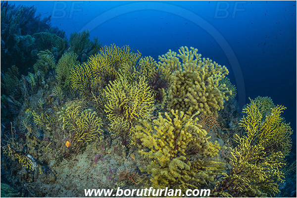 Island Susac, Croatia, Adriatic sea, Mediterranean sea, Paramuricea clavata, Paramuricea, Plexauridae, Mediterranean gorgonian, Sea fan, Coral, Cnidaria, Cnidarian, Reef, Deep reef, Diver