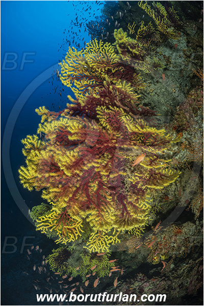Island Susac, Croatia, Adriatic sea, Mediterranean sea, Paramuricea clavata, Paramuricea, Plexauridae, Mediterranean gorgonian, Sea fan, Coral, Cnidaria, Cnidarian, Reef
