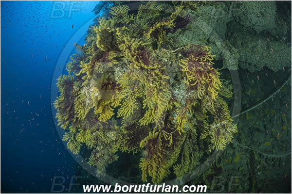 Island Susac, Croatia, Adriatic sea, Mediterranean sea, Paramuricea clavata, Paramuricea, Plexauridae, Mediterranean gorgonian, Sea fan, Coral, Cnidaria, Cnidarian, Reef, Deep reef