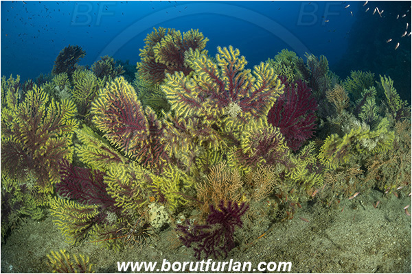 Island Susac, Croatia, Adriatic sea, Mediterranean sea, Paramuricea clavata, Paramuricea, Plexauridae, Mediterranean gorgonian, Sea fan, Coral, Cnidaria, Cnidarian, Reef, Deep reef