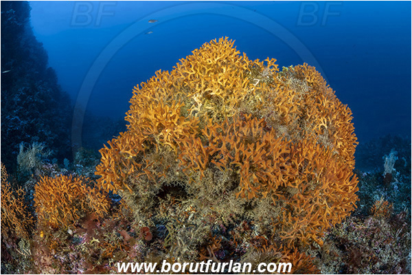 Island Susac, Croatia, Adriatic sea, Mediterranean sea, Pentapora fascialis, Pentapora, Bitectiporidae, Bryozoa, Bryozoan, Reef