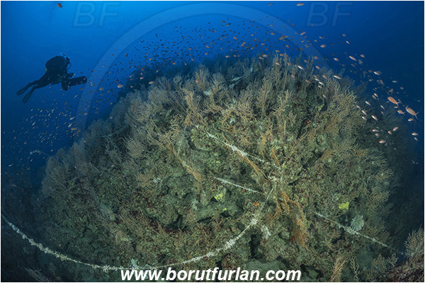 Island Susac, Croatia, Adriatic sea, Mediterranean sea, Eunicella cavolini, Eunicella, Gorgoniidae, Yellow gorgonian, Sea fan, Coral, Cnidaria, Cnidarian, Anthias anthias, Anthias, Serranidae, Swallowtail seaperch, Seaperch, Fish, Fish school, Reef, Diver, Underwater scooter
