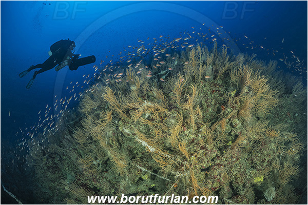 Island Susac, Croatia, Adriatic sea, Mediterranean sea, Eunicella cavolini, Eunicella, Gorgoniidae, Yellow gorgonian, Sea fan, Coral, Cnidaria, Cnidarian, Anthias anthias, Anthias, Serranidae, Swallowtail seaperch, Seaperch, Fish, Fish school, Reef, Diver, Underwater scooter