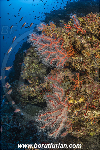 Island Susac, Croatia, Adriatic sea, Mediterranean sea, Corallium rubrum, Corallium, Coralliidae, Precious Coral, Red coral, Coral, Anthozoa, Cnidaria, Cnidarian, Reef