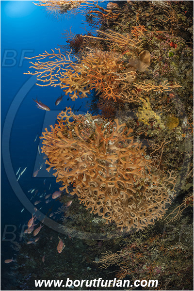 Island Susac, Croatia, Adriatic sea, Mediterranean sea, Pentapora fascialis, Pentapora, Bitectiporidae, Bryozoa, Bryozoan, Reef