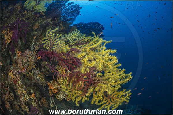 Island Susac, Croatia, Adriatic sea, Mediterranean sea, Paramuricea clavata, Paramuricea, Plexauridae, Mediterranean gorgonian, Sea fan, Coral, Cnidaria, Cnidarian, Reef