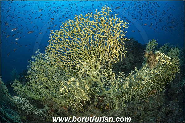 Island Lastovo, Croatia, Adriatic sea, Mediterranean sea, Savalia savaglia, Savalia, Parazoanthidae, Mediterranean Gold Coral, False Mediterranean Black Coral, Sea fan, Coral, Cnidaria, Cnidarian, Fish school, Reef