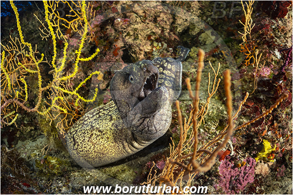 Island Susac, Croatia, Adriatic sea, Mediterranean sea, Muraena helena, Muraena, Muraenidae, Mediterranean moray, Moray, Fish, Reef