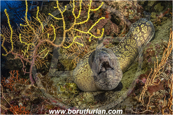 Island Susac, Croatia, Adriatic sea, Mediterranean sea, Muraena helena, Muraena, Muraenidae, Mediterranean moray, Moray, Fish, Reef