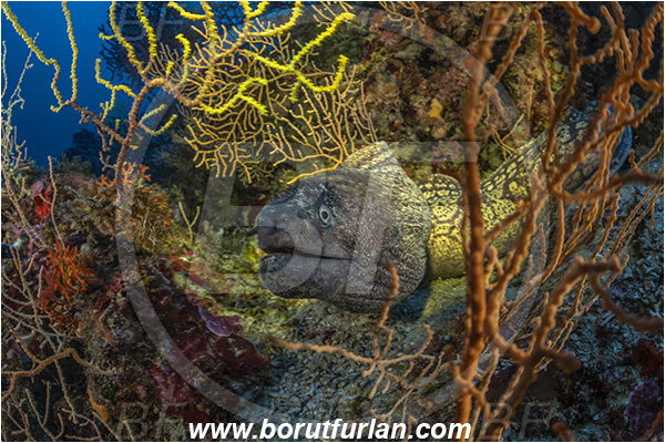 Island Susac, Croatia, Adriatic sea, Mediterranean sea, Muraena helena, Muraena, Muraenidae, Mediterranean moray, Moray, Fish, Reef