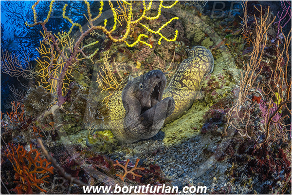 Island Susac, Croatia, Adriatic sea, Mediterranean sea, Muraena helena, Muraena, Muraenidae, Mediterranean moray, Moray, Fish, Reef