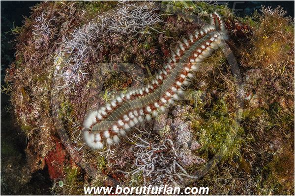 Island Susac, Croatia, Adriatic sea, Mediterranean sea, Hermodice carunculata, Hermodice, Amphinomidae, Bearded fireworm, Fireworm, Worm, Polychaeta, Reef