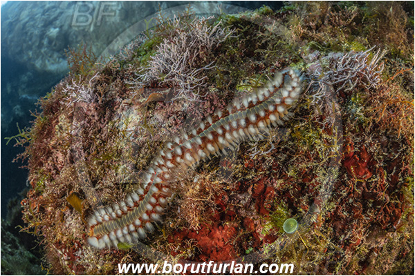 Island Susac, Croatia, Adriatic sea, Mediterranean sea, Hermodice carunculata, Hermodice, Amphinomidae, Bearded fireworm, Fireworm, Worm, Polychaeta, Reef