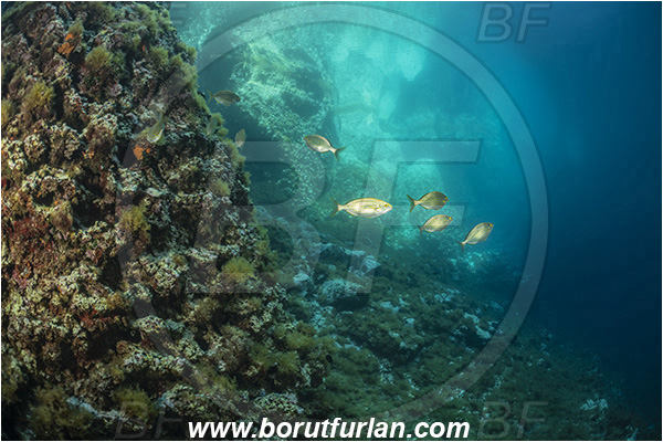 Island Susac, Croatia, Adriatic sea, Mediterranean sea, Reef, Sea lake, Reflections, Sarpa salpa, Sarpa, Sparidae, Cow bream, Goldline, Bream, Fish, Fish school