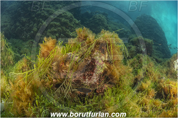 Island Susac, Croatia, Adriatic sea, Mediterranean sea, Reef, Caulerpa racemosa, Caulerpa, Caulerpaceae, Sea grapes, Algae, Reef