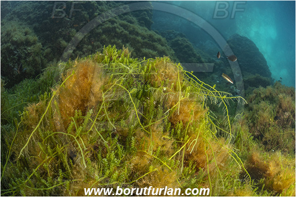 Island Susac, Croatia, Adriatic sea, Mediterranean sea, Reef, Caulerpa racemosa, Caulerpa, Caulerpaceae, Sea grapes, Algae, Reef