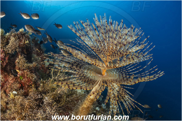 Island Susac, Croatia, Adriatic sea, Mediterranean sea, Worm, Sabella spallanzanii, Sabella, Sabellidae, Mediterranean fanworm, Polychaeta, Reef