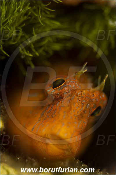 Island Susac, Croatia, Adriatic sea, Mediterranean sea, Parablennius zvonimiri, Parablennius, Blenniidae, Zvonimir