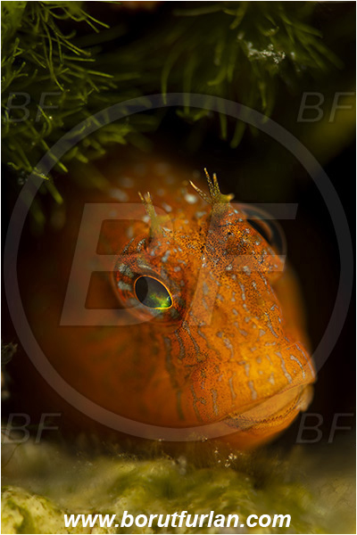 Island Susac, Croatia, Adriatic sea, Mediterranean sea, Parablennius zvonimiri, Parablennius, Blenniidae, Zvonimir
