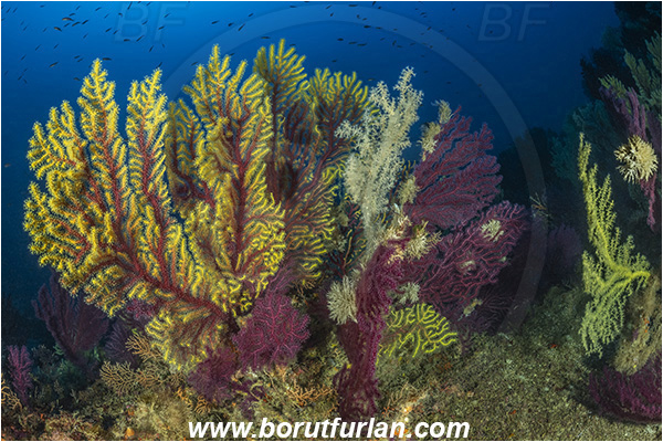 Island Susac, Croatia, Adriatic sea, Mediterranean sea, Paramuricea clavata, Paramuricea, Plexauridae, Mediterranean gorgonian, Sea fan, Coral, Cnidaria, Cnidarian, Reef