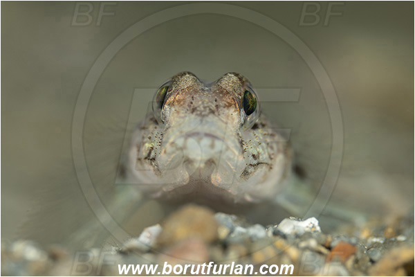 Fiesa, Slovenia, Adriatic sea, Mediterranean sea, Gobius geniporus, Gobius, Gobiidae, Slender goby, Goby, Fish, Portrait