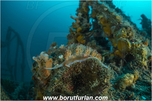Plomin, Istria, Croatia, Adriatic sea, Mediterranean sea, Wreck Vis, Wreck, Vis, Dondice banyulensis, Dondice, Myrrhinidae, Orange godiva, Orange sea slug, Nudibranch, Sea slug, Gastropoda, Mollusca