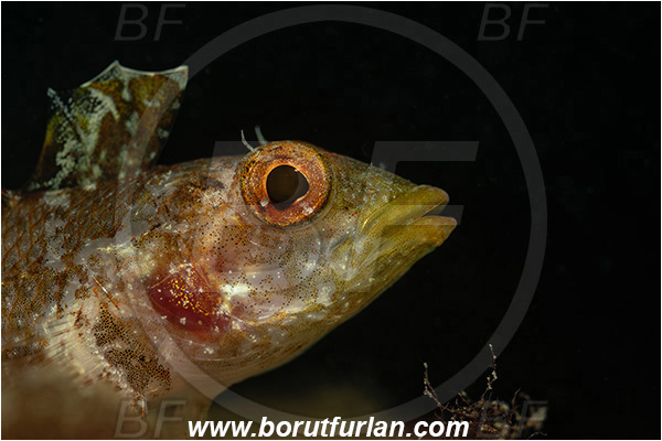 Fiesa, Slovenia, Adriatic sea, Mediterranean sea, Tripterygion tripteronotum, Tripterygion, Tripterygiidae, Red-black triplefin, Triplefin, Fish, Female, Portrait