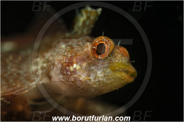 Fiesa, Slovenia, Adriatic sea, Mediterranean sea, Tripterygion tripteronotum, Tripterygion, Tripterygiidae, Red-black triplefin, Triplefin, Fish, Female, Portrait