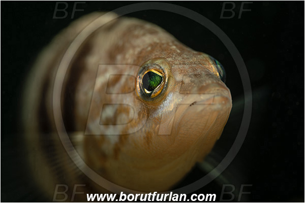 Fiesa, Slovenia, Adriatic sea, Mediterranean sea, Serranus hepatus, Serranus, Serranidae, Brown comber, Fish, Portrait
