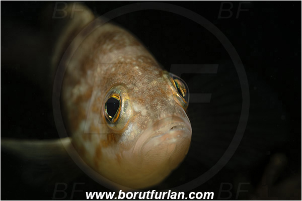 Fiesa, Slovenia, Adriatic sea, Mediterranean sea, Serranus hepatus, Serranus, Serranidae, Brown comber, Fish, Portrait