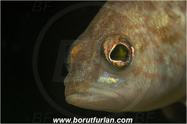 Fiesa, Slovenia, Adriatic sea, Mediterranean sea, Serranus hepatus, Serranus, Serranidae, Brown comber, Fish, Portrait