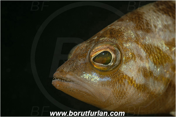 Fiesa, Slovenia, Adriatic sea, Mediterranean sea, Serranus hepatus, Serranus, Serranidae, Brown comber, Fish, Portrait