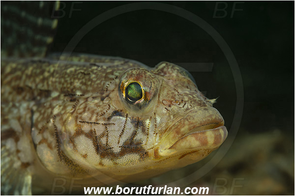 Fiesa, Slovenia, Adriatic sea, Mediterranean sea, Gobius geniporus, Gobius, Gobiidae, Slender goby, Goby, Fish, Portrait