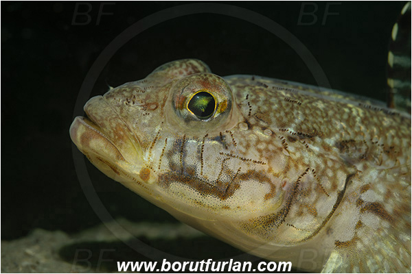 Fiesa, Slovenia, Adriatic sea, Mediterranean sea, Gobius geniporus, Gobius, Gobiidae, Slender goby, Goby, Fish, Portrait
