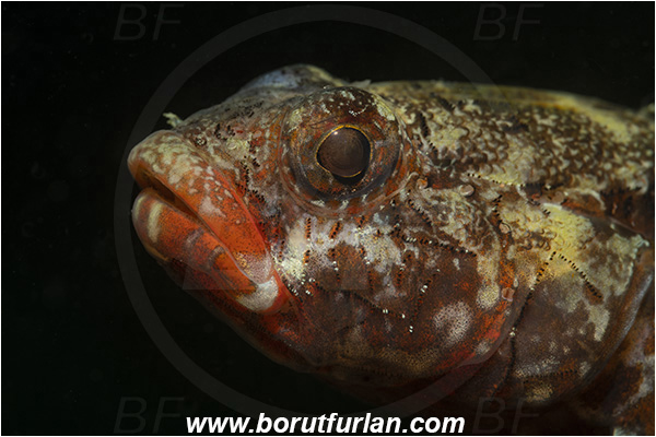 Fiesa, Slovenia, Adriatic sea, Mediterranean sea, Gobius cruentatus, Gobius, Gobiidae, Red-mouthed goby, Goby, Fish, Portrait