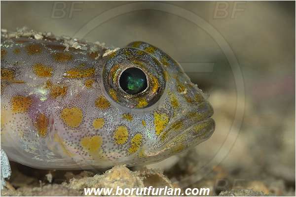 Piran, Slovenia, Adriatic sea, Mediterranean sea, Thorogobius macrolepis, Thorogobius, Gobiidae, Large-scaled goby, Goby, Fish, Portrait