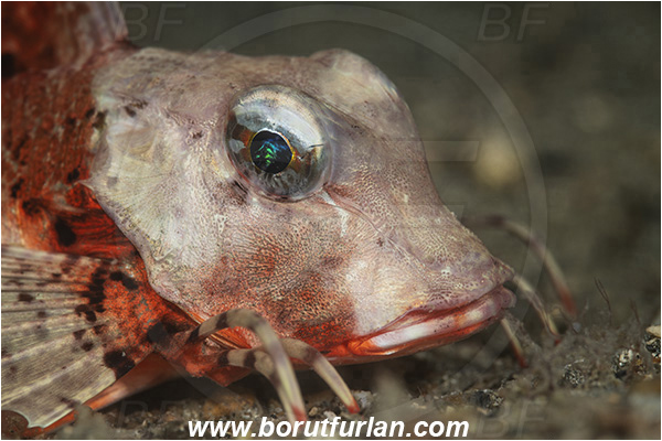 Piran, Slovenia, Adriatic sea, Mediterranean sea, Chelidonichthys lastoviza, Chelidonichthys, Triglidae, Streaked gurnard, Gurnard, Fish, Portrait
