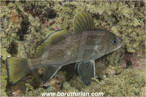 Piran, Slovenia, Adriatic sea, Mediterranean sea, Sciaena umbra, Sciaena, Sciaenidae, Brown meagre, Corb meager, Fish