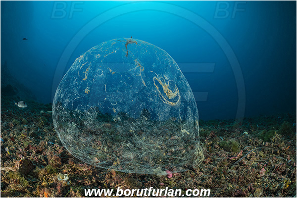 Island Korcula, Croatia, Adriatic sea, Mediterranean sea, Reef, A ball of mucus, Mucus