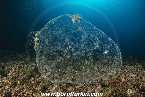 Island Korcula, Croatia, Adriatic sea, Mediterranean sea, Reef, A ball of mucus, Mucus