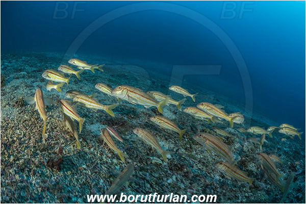 Island Korcula, Croatia, Adriatic sea, Mediterranean sea, Mullus surmuletus, Mullus, Mullidae, Striped red mullet, Mullet, Goatfish, Fish, Fish school, Reef
