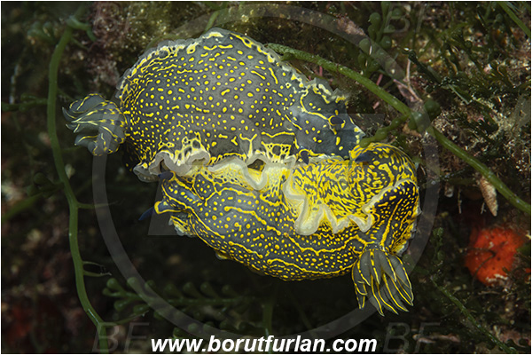 Island Korcula, Croatia, Adriatic sea, Mediterranean sea, Felimare picta, Felimare, Chromodorididae, Painted dorid, Nudibranch, Sea slug, Gastropoda, Mollusca, Mating