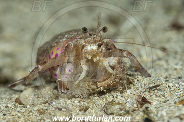 Island Korcula, Croatia, Adriatic sea, Mediterranean sea, Pagurus prideaux, Pagurus, Paguridae, Crustacea, Crustacean, Anemone hermit crab, Hermit crab, Crab