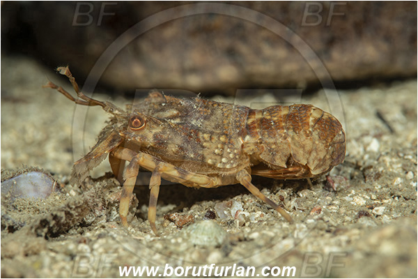 Island Korcula, Croatia, Adriatic sea, Mediterranean sea, Scyllarus arctus, Scyllarus, Scyllaridae, Decapoda, Small European slipper lobster, Slipper lobster, Lobster, Crustacea, Crustacean