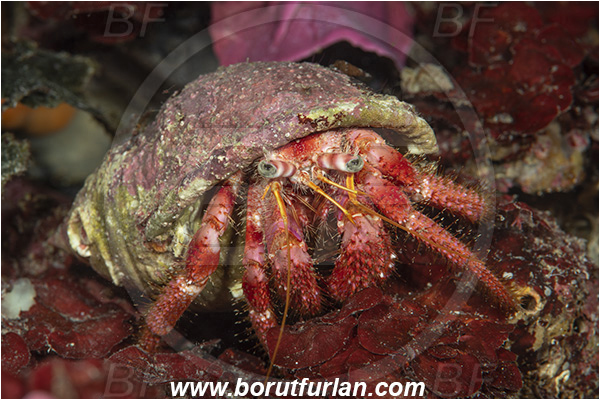 Island Korcula, Croatia, Adriatic sea, Mediterranean sea, Dardanus calidus, Dardanus, Diogenidae, Crustacea, Crustacean, Red hermit crab, Hermit crab, Crab