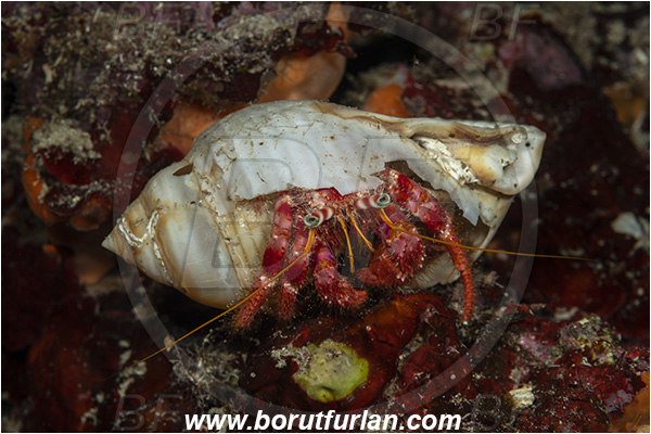 Island Korcula, Croatia, Adriatic sea, Mediterranean sea, Dardanus calidus, Dardanus, Diogenidae, Crustacea, Crustacean, Red hermit crab, Hermit crab, Crab