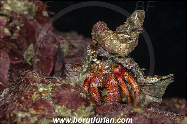 Island Korcula, Croatia, Adriatic sea, Mediterranean sea, Dardanus calidus, Dardanus, Diogenidae, Crustacea, Crustacean, Red hermit crab, Hermit crab, Crab